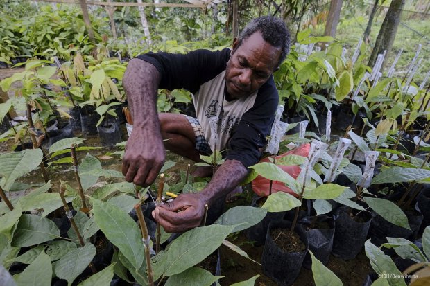 Petani kakao Papua