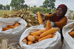 PETANI PESANGGEM PANEN JAGUNG