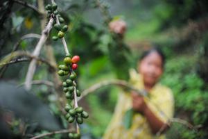 KOPI GUNUNG PUNTANG