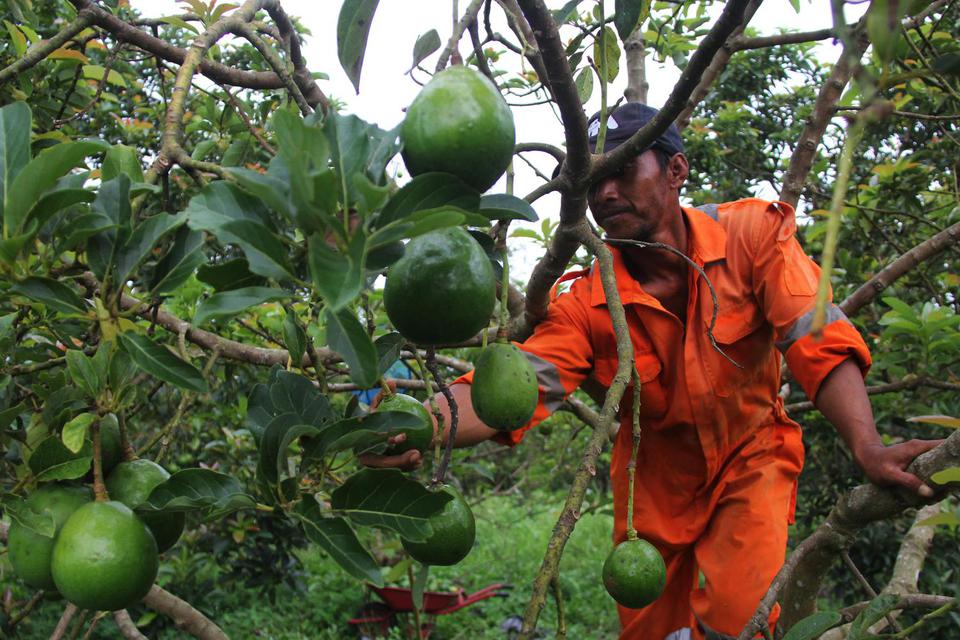 Petani memanen buah alpukat miki (Persea Americana) di Kecamatan Bukit Kapur, Kota Dumai, Riau, Sabtu (21/3/2020). Tak hanya buahnya yang baik untuk tubuh, ada banyak manfaat daun alpukat yang berguna untuk kesehatan, meliputi pencegahan diabetes hingga i