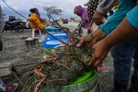 STRATEGI BUDIDAYA LOBSTER NASIONAL