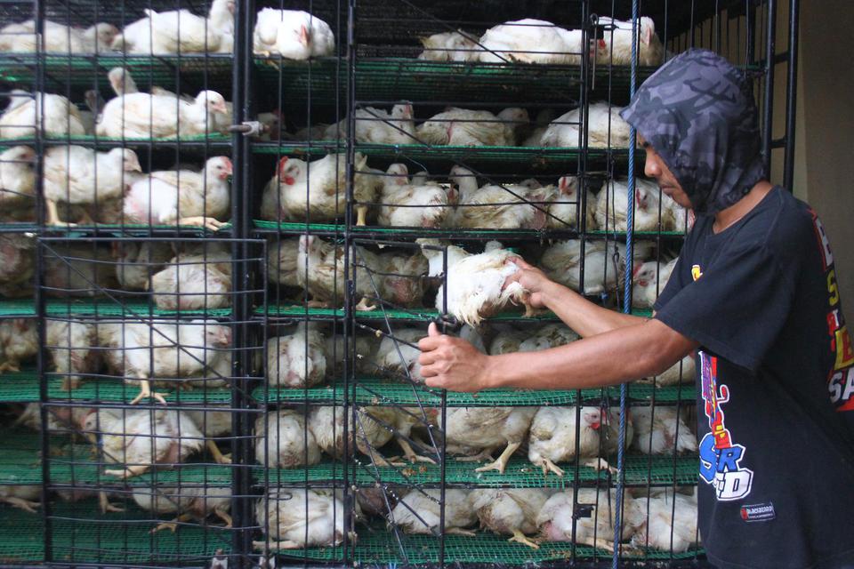 Pedagang memilih ayam potong untuk dijual ke pasar di sebuah peternakan di Malang, Jawa Timur, Jumat (10/4/2020).
