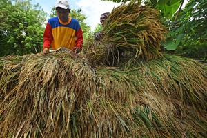 TARGET BULOG SERAP 950 RIBU TON GABAH PETANI