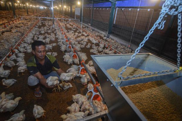 Pekerja memeriksa kondisi kandang dan ayam di peternakan ayam modern Naratas, Desa Jelat, Kabupaten Ciamis, Jawa Barat, Sabtu (11/4/2020). 
