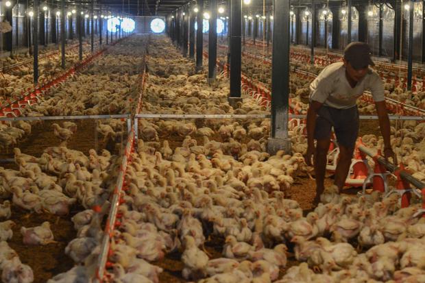 Penjualan Ayam Anjlok 40% Imbas Corona, Peternak Terancam Gulung Tikar.