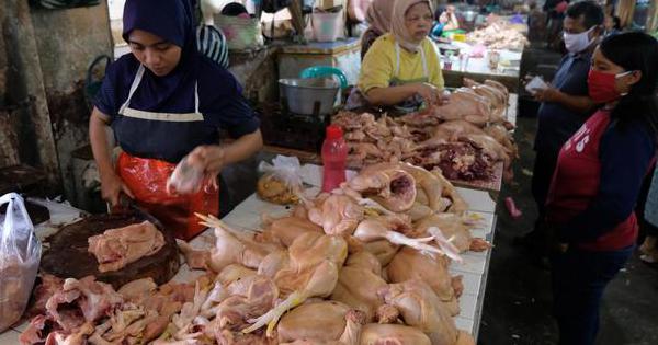 Berdikari Serap 500  Ribu  Ekor Ayam dari Peternak untuk 