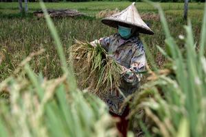 KEBUTUHAN PANGAN DI TENGAH PANDEMI COVID-19