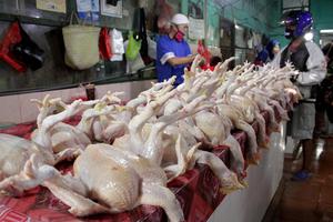 HARGA AYAM POTONG TURUN DI MAKASSAR