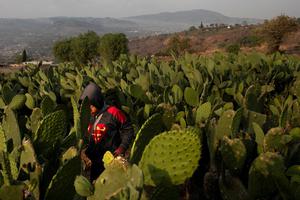 HEALTH-CORONAVIRUS/MEXICO-CACTUS