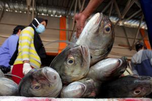 HARGA IKAN TURUN DI MAKASSAR