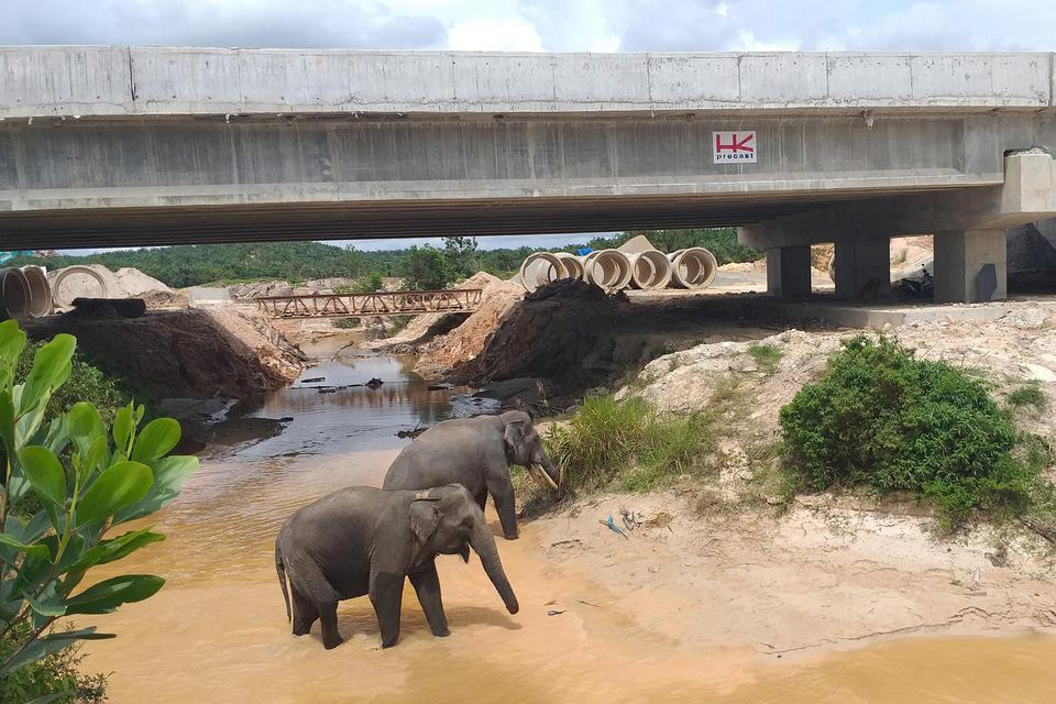 Sejumlah Gajah Sumatera (elephas maximus sumatranus) melintasi Sungai Tekuana di bawah terowongan gajah yang dibangun di seksi II Tol Pekanbaru-Dumai, Riau, pada 10 Februari 2020.