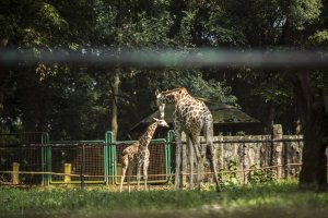 Sebulan Libur Akibat Corona, Satwa di Ragunan Lebih Fresh