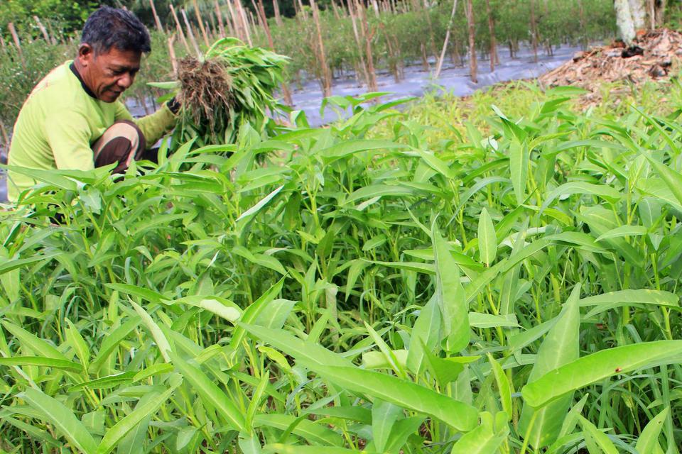 Petani memanen kangkung di Desa Alue Raya, Samatiga, Aceh Barat, Aceh, Jumat (1/5/2020). Manfaat kangkung meliputi pencegahan anemia hingga mengatasi diabetes.