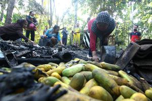 KEBAKARAN RUMAH DI TENGAH KEBUN