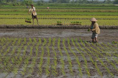 Pemerintah Yakin Pembukaan Sawah Baru Di Lahan Gambut Tak Akan Gagal Nasional Katadata Co Id