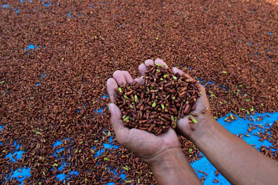 Petani memperlihatkan biji cengkeh yang di jemur di Mamuju, Sulawesi Barat, Senin (11/5/2020). Menurut petani setempat harga cengkeh turun dari Rp110 ribu menjadi Rp 58 ribu per kilogram akibat banyaknya produksi dan tertutupnya sejumlah pabrik akibat COV
