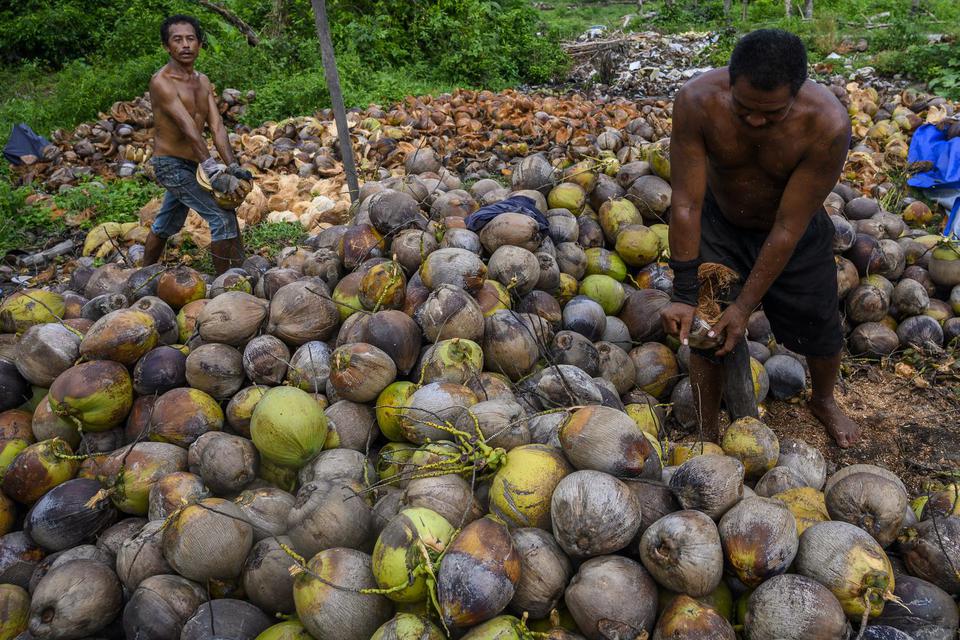 Petani memisahkan sabut dengan buah kelapanya di Desa Wisolo, Kabupaten Sigi, Sulawesi Tengah, Sabtu (16/5/2020).