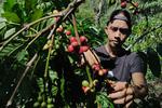 HARGA KOPI BENGKULU TURUN