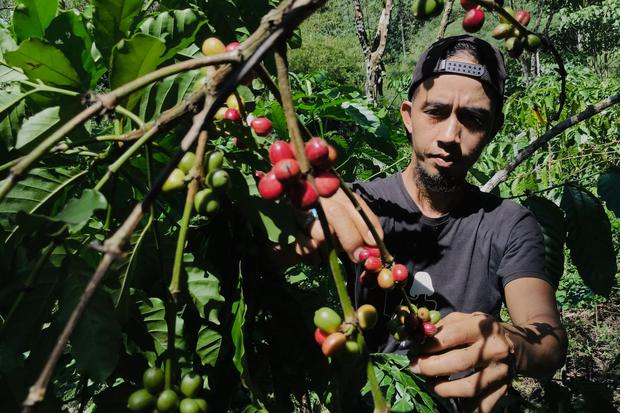HARGA KOPI BENGKULU TURUN