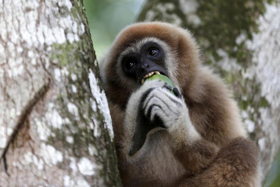 Seekor owa putih atau juga dikenal dengan sebutan owa ungko (Hylobates agilis) yang telah dilepasliarkan ke alam liar oleh Balai Konservasi Sumber Daya Alam berada di atas pohon kawasan hutan Aceh Jaya, Aceh, Minggu (7/6/2020).