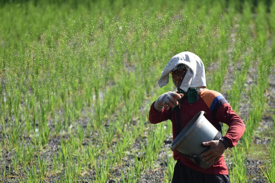 Ilustrasi, petani memupuk tanaman padi. PT Pupuk Indonesia melalui anak usahanya PT Pupuk Kalimantan Timur (Pupuk Kaltim) menawarkan urea non-subsidi bagi petani yang belum atau tidak masuk sistem e-RDKK.