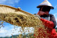 KETAHANAN PANGAN SELAMA MASA PANDEMI