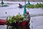 PEMBERSIHAN ECENG GONDOK DANAU TONDANO