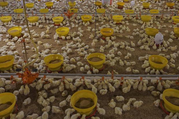 Stabilisasi Harga Ayam, Kementan Batasi Telur Tetas dan Afkir Dini