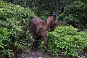 POPULASI GAJAH SUMATERA