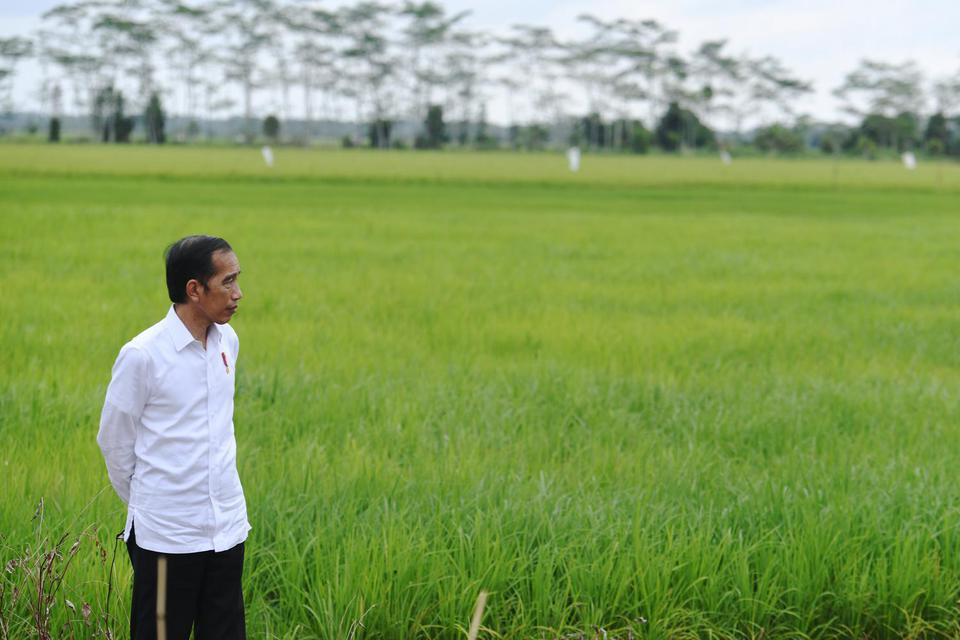 Ilustrasi, Presiden Joko Widodo meninjau lahan yang akan dijadikan "Food Estate" atau lumbung pangan baru di Kapuas, Kalimantan Tengah. Peneliti Indef berharap pemerintah mengembangkan lebih dari satu komoditas pangan pada program lumbung pangan.