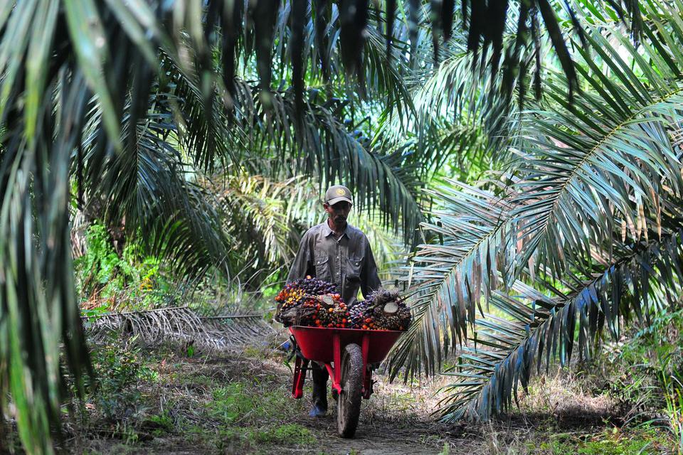 Ilustrasi, pekerja kebun kelapa sawit. Meningkatnya konsumsi domestik dan harga CPO di pasar global membuat harga saham emiten produsen CPO melonjak selama sepekan terakhir.