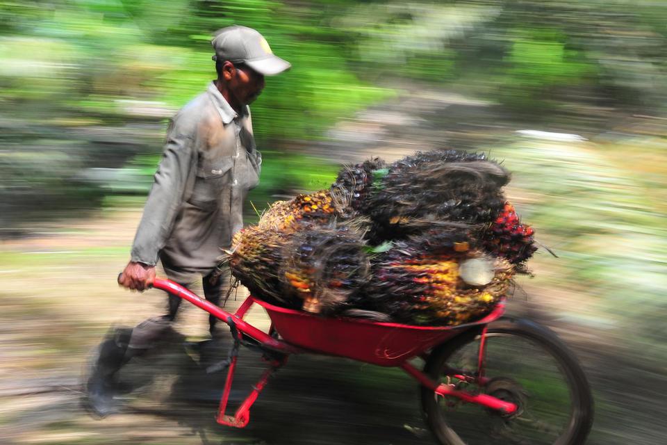 Pekerja mengangkut tandan buah segar (TBS) kelapa sawit di Muara Sabak Barat, Tajungjabung Timur, Jambi, Jumat (10/7/2020).