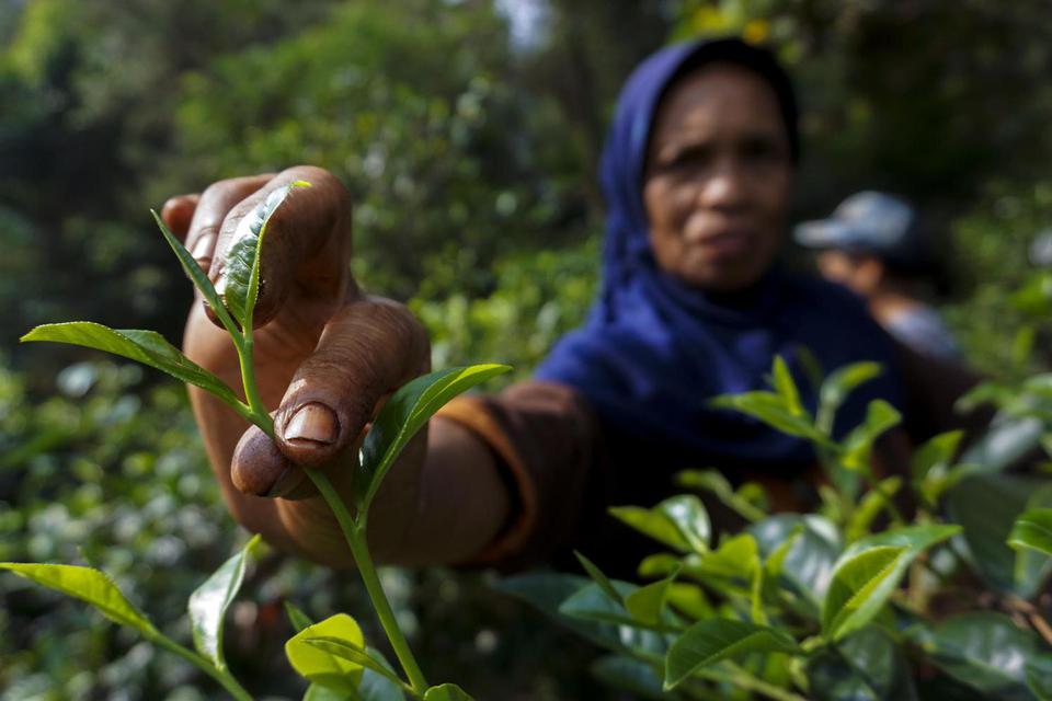 Peluang Petani Dulang Untung dari Tanaman Herbal dan Aplikasi Digital