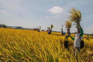 PANEN RAYA PADI