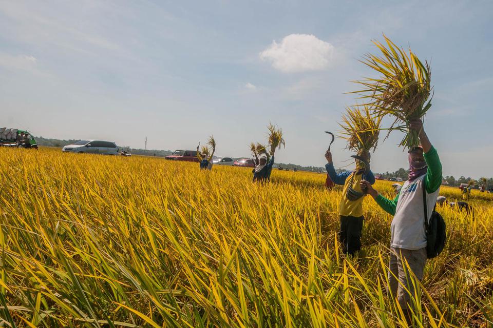 Ilustrasi, aktivitas panen padi. PT Pertani menargetkan mampu mendorong penjualan beras lebih dari 150.000 ton per tahun dengan menggandeng startup agritech TaniHub.