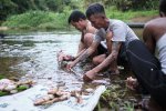 Pria-pria masyarakat adat Dayak Iban tengah beraktivitas di Sungai Utik 