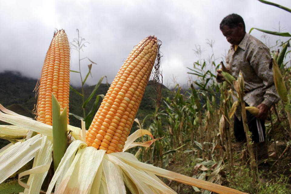 Petani memanen jagung miliknya di Desa Bone-Bone, Kabupaten Enrekang, Sulawesi Selatan, Selasa (4/8/2020).Petani setempat mengaku kualitas hasil panen jagung di daerah itu menurun akibat tingginya curah hujan beberapa pekan terakhir sehingga berdampak pad