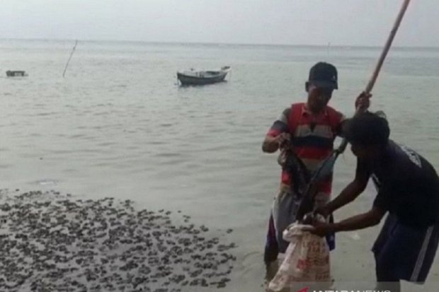 Tumpahan Minyak yang Mencemari Pulau Pari, Kepulauan Seribu, DKI Jakarta