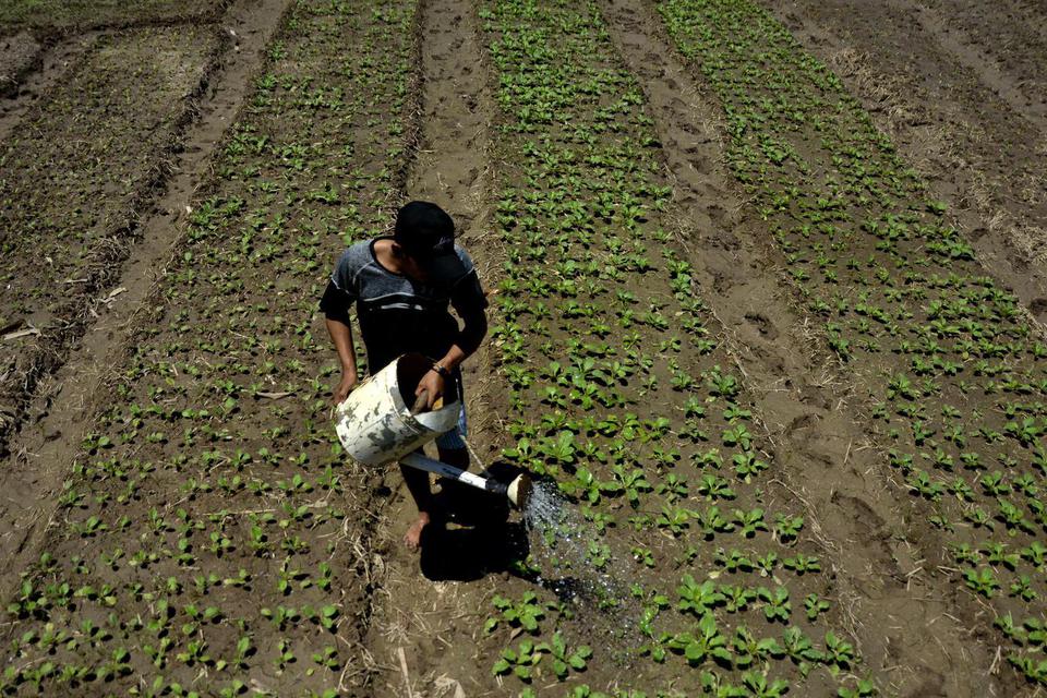Petani menyiram sayur sawit di persawahan Barombong, Kabupaten Gowa, Sulawesi Selatan, Jumat (2/10/2020). Pada musim kemarau, petani di daerah tersebut beralih menanam jenis tanaman yang bisa tumbuh dengan keterbatasan air seperti sejumlah sayuran sebagai