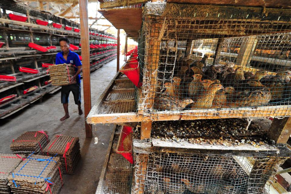 Pekerja mengangkut telur burung puyuh di tempat peternakan Sungai Duren, Jambi Luar Kota, Muarojambi, Jambi, Minggu (4/10/2020). Kementerian Koperasi, Usaha Kecil dan Menengah (Kemenkop UKM) menyatakan realisasi penyaluran Bantuan Presiden (Banpres) Produ