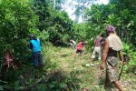Dokumentasi kegiatan masyarakat adat Simpang Macan Luar saat berladang 