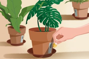 Maraknya Bisnis Tanaman Hias
