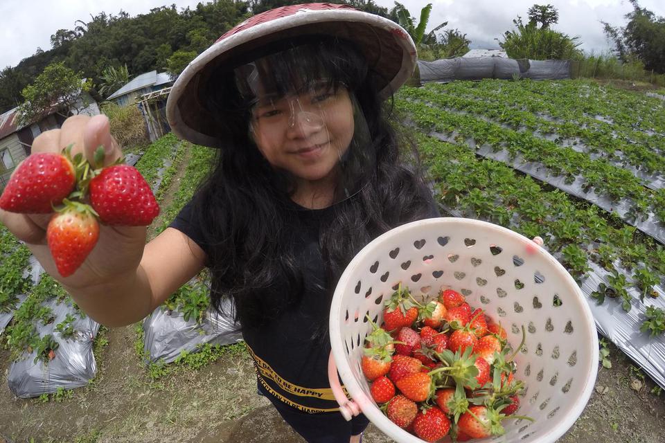 Strawberry salah satu sumber vitamin untuk daya tahan tubuh