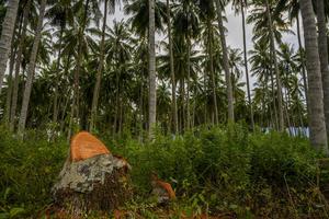 PEREMAJAAN POHON KELAPA DALAM