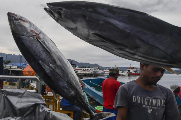 Nelayan melakukan bongkar muat hasil tangkapan laut di Pelabuhan Tulehu, Ambon, Maluku, Minggu (8/11/2020). Pemerintah melalui Kementerian Koperasi dan UKM menargetkan peningkatan ekspor perikanan sebesar USD 1,5 miliar pada 2024.