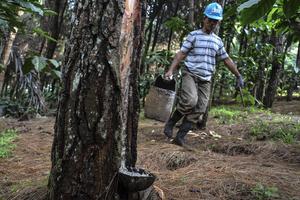 SADAP GETAH PINUS KAKI GUNUNG SAWAL