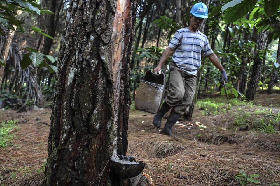Warga mitra Perhutani mengumpulkan hasil sadapan getah pohon pinus di Kaki Gunung Sawal, Kawasan Perhutani Blok Pispun, Kabupaten Ciamis, Jawa Barat, Kamis (12/11/2020). 
