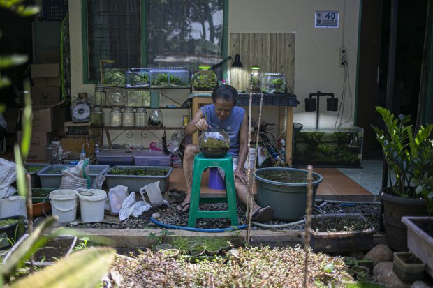 Pembuatan Aquascape Mini