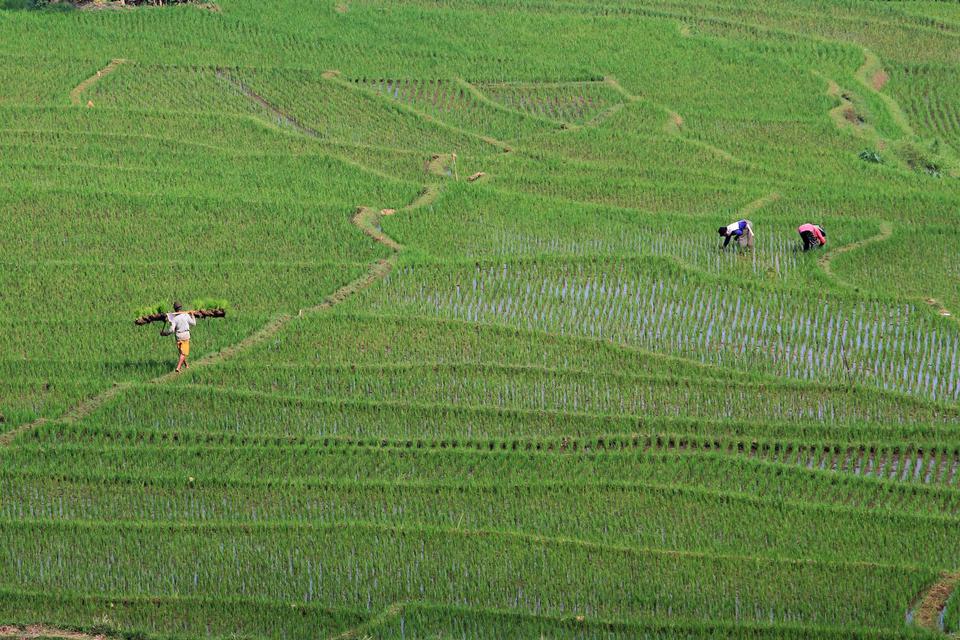 Petani menanam padi di areal sawah terasering desa Bantaragung, Sindangwangi, Majalengka, Jawa Barat, Sabtu (14/11/2020). Kementerian Pertanian menargetkan produksi padi musim tanam I (MT I) Oktober 2020 hingga Maret 2021 sebesar 20 juta ton setara beras 