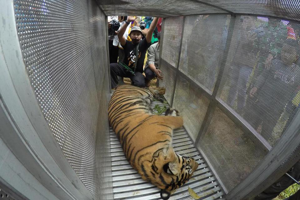 Petugas memindahkan seekor harimau sumatera (panthera tigris sumatrae) yang sudah dibius di Jorong Ingu, Nagari Simpang Tanjung Nan Ampek, Kecamatan Danau Kembar, Kabupaten Solok, Sumatera Barat, Senin (7/12/2020). Tim BKSDA menggunakan perangkap, kembali